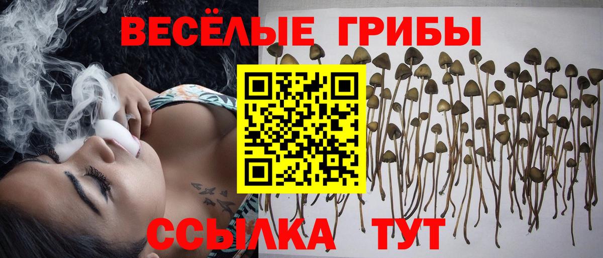 Галлюциногенные грибы Psilocybe Белогорск